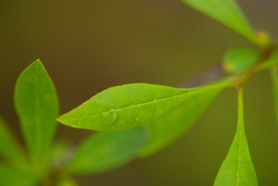 Forestiera neo - mexicana - forestiérovka novomexická - list jaro